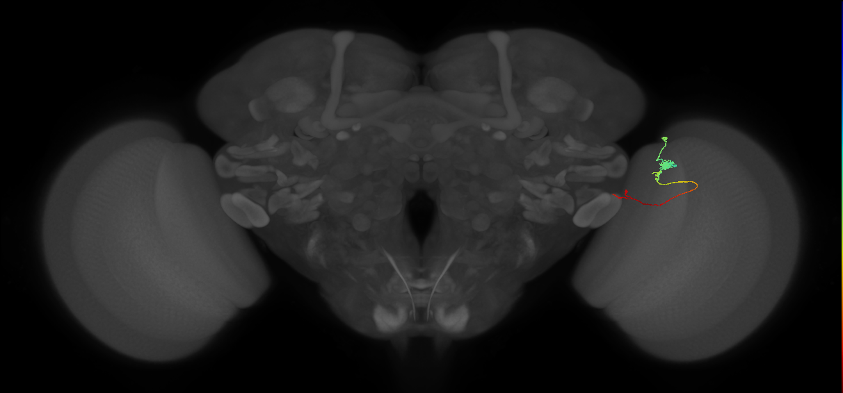 Tm20_R (MaleCNS:144261)