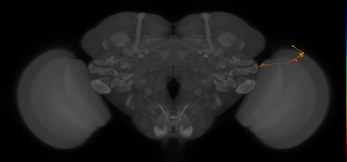 Tm20_R (MaleCNS:130499)