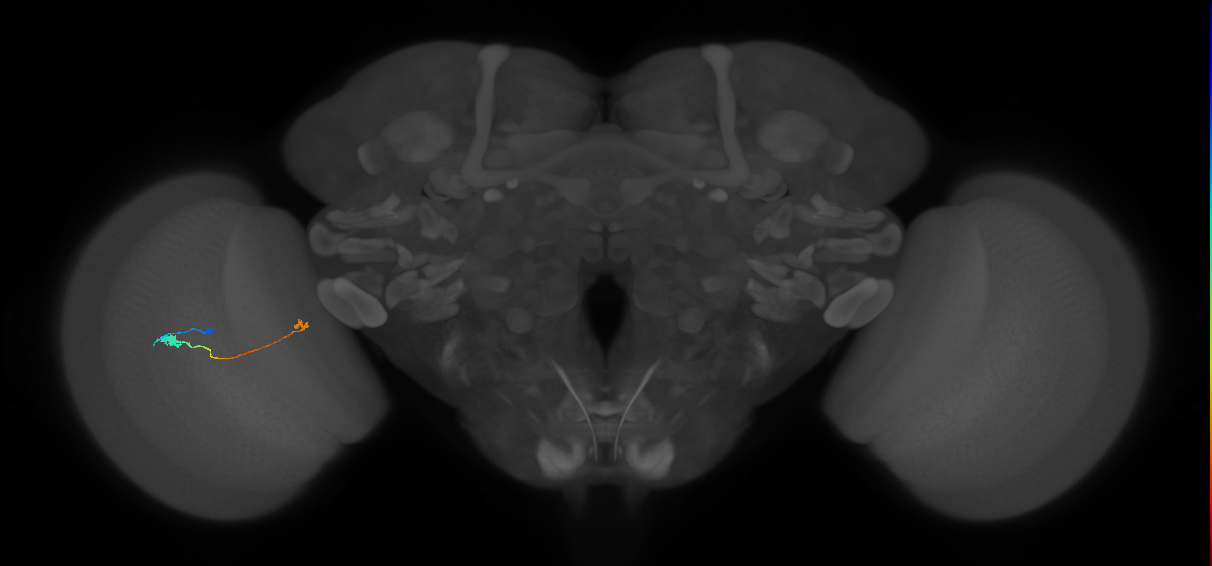 Tm20_L (MaleCNS:539778)