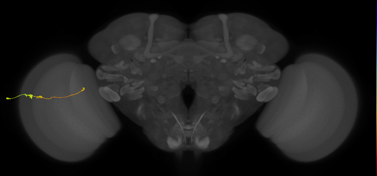 Tm20_L (MaleCNS:106347)