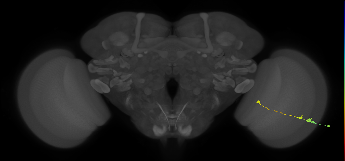 Tm20_R (MaleCNS:83000)
