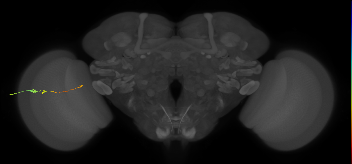 Tm20_L (MaleCNS:46203)