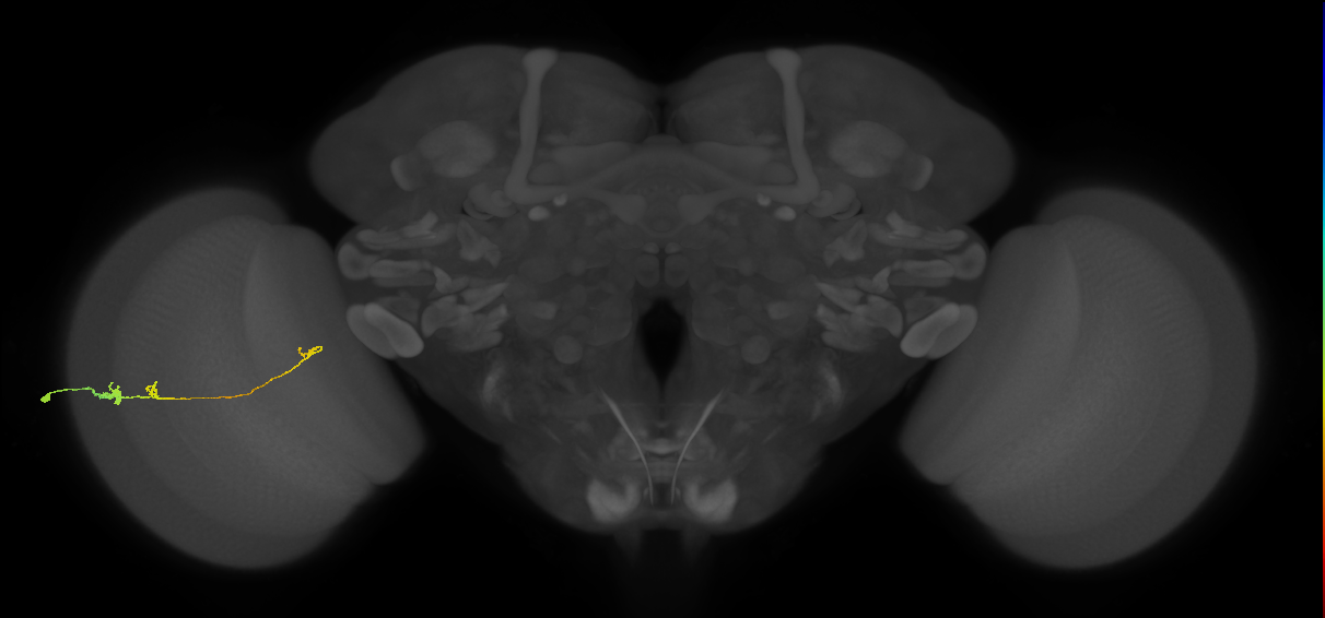 Tm20_L (MaleCNS:96483)