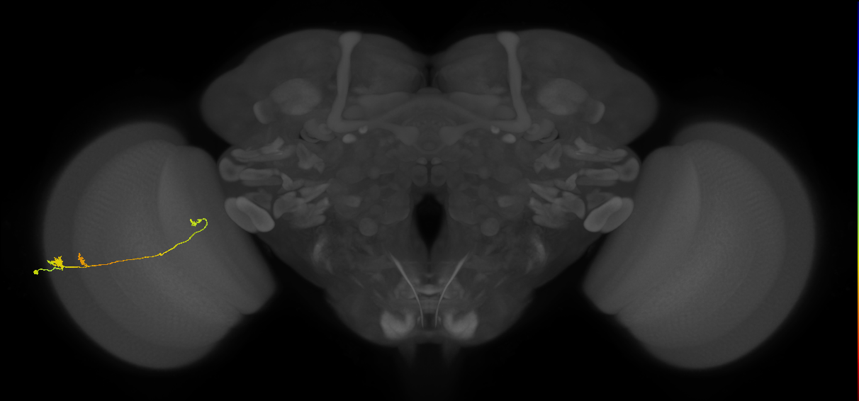 Tm20_L (MaleCNS:42220)