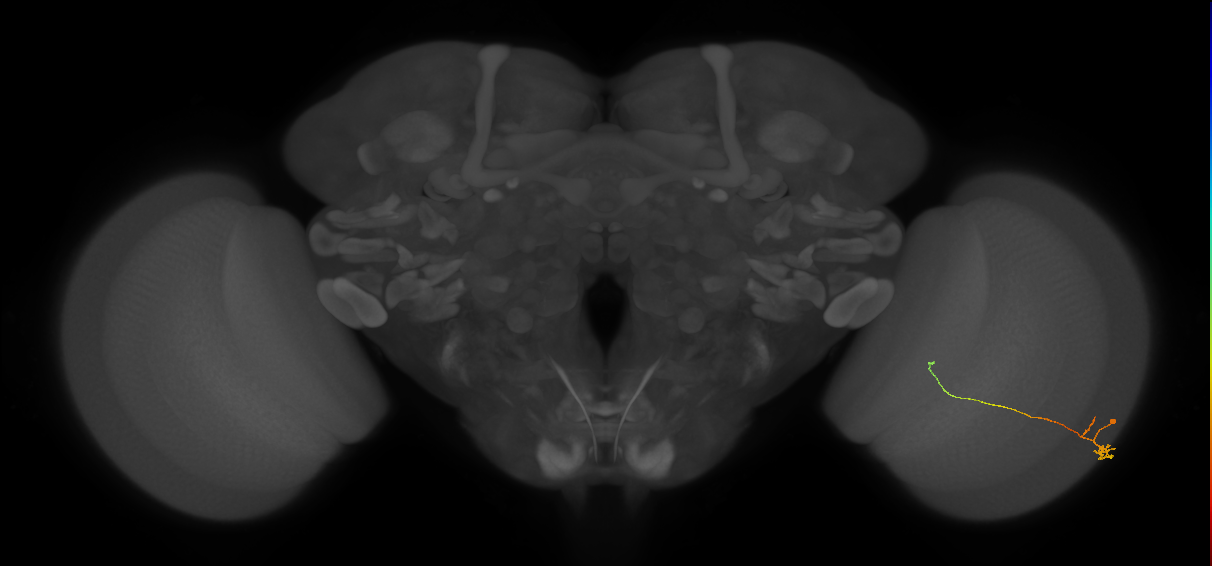 Tm20_R (MaleCNS:144930)