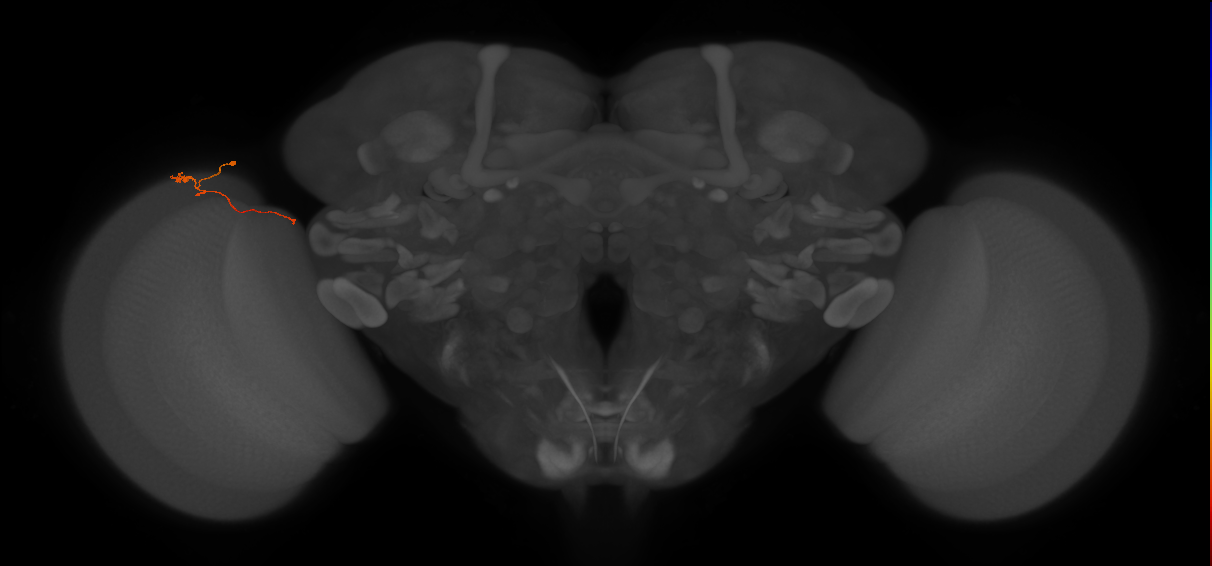 Tm20_L (MaleCNS:211844)