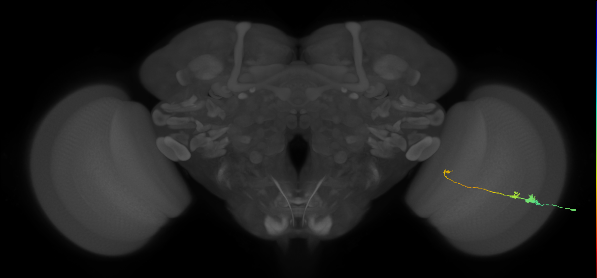 Tm20_R (MaleCNS:80296)