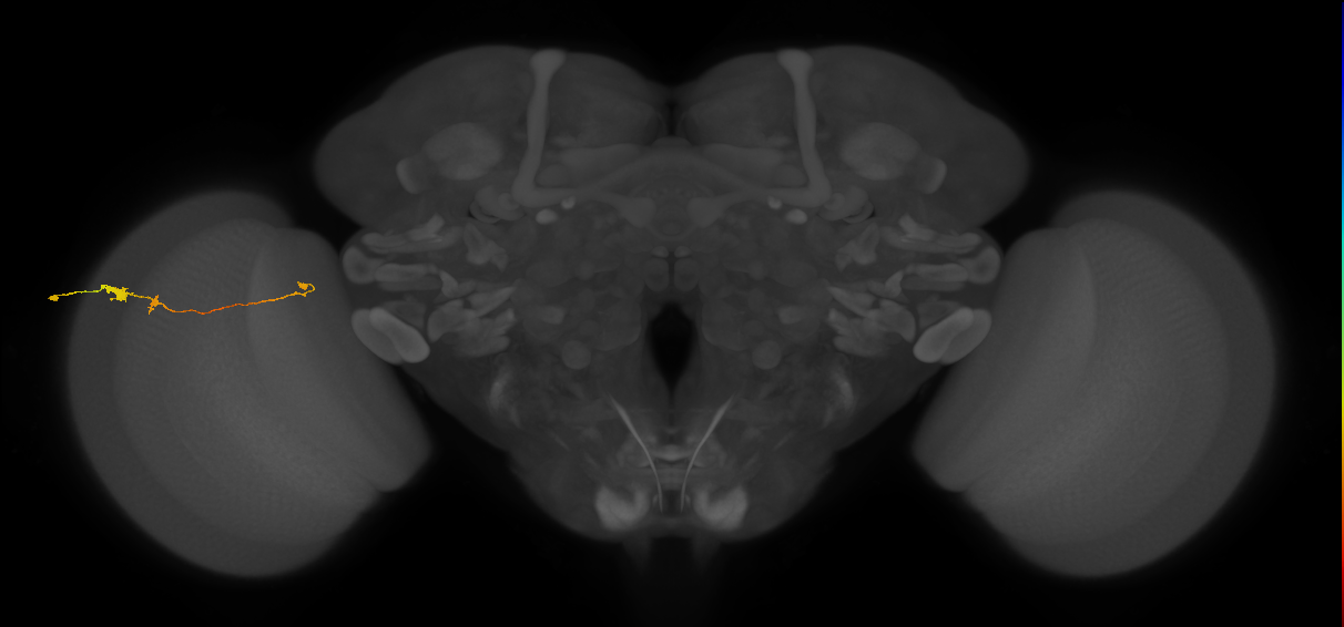 Tm20_L (MaleCNS:113249)