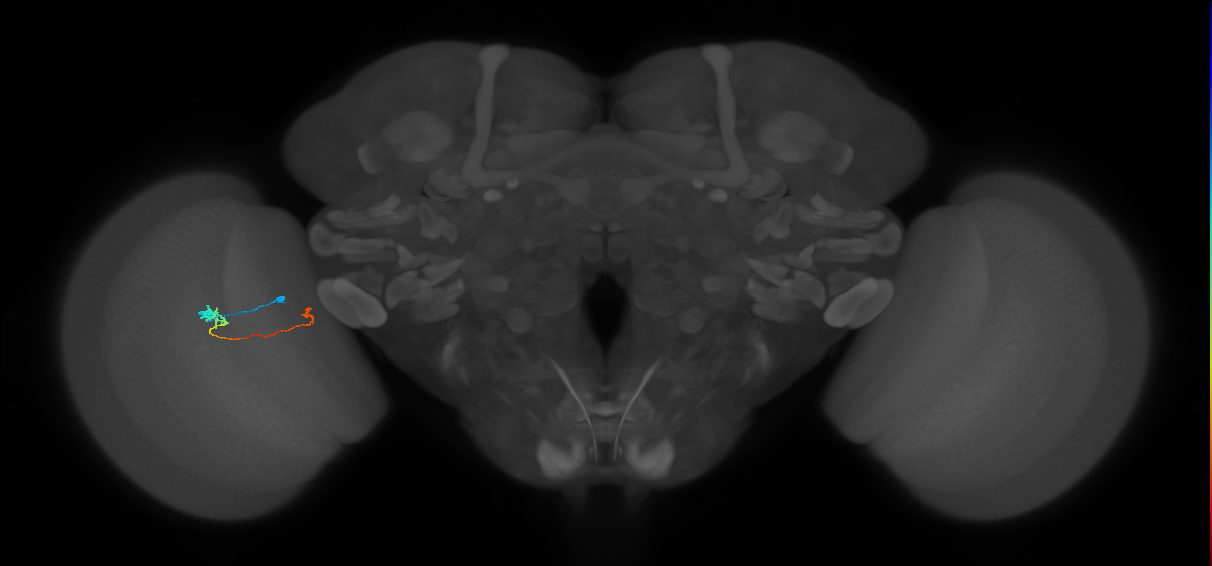 Tm20_L (MaleCNS:130655)