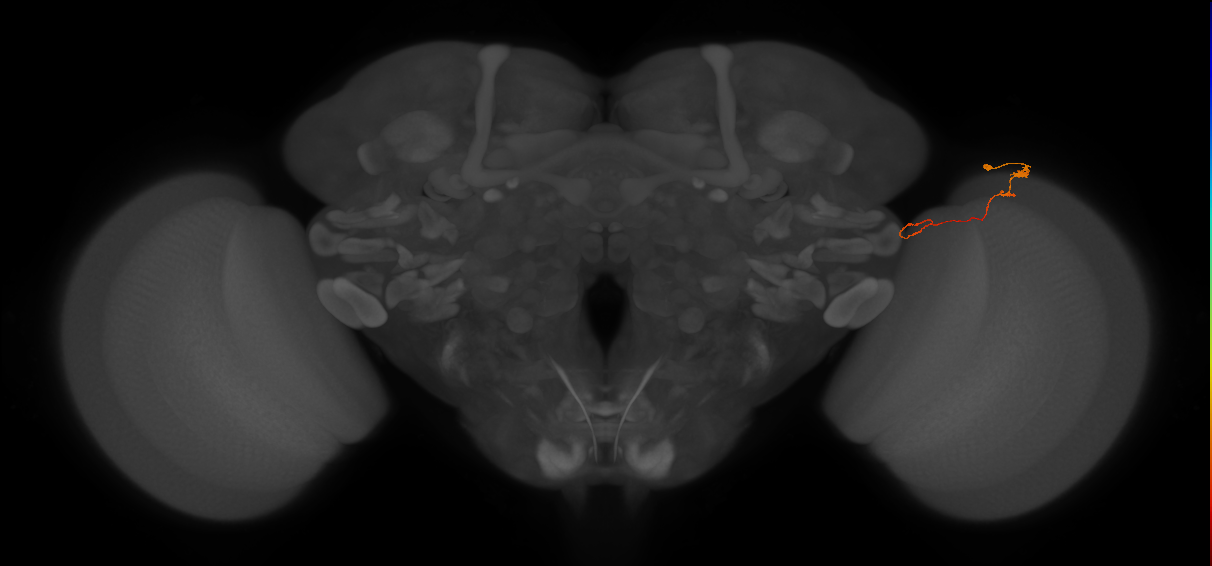 Tm20_R (MaleCNS:135667)