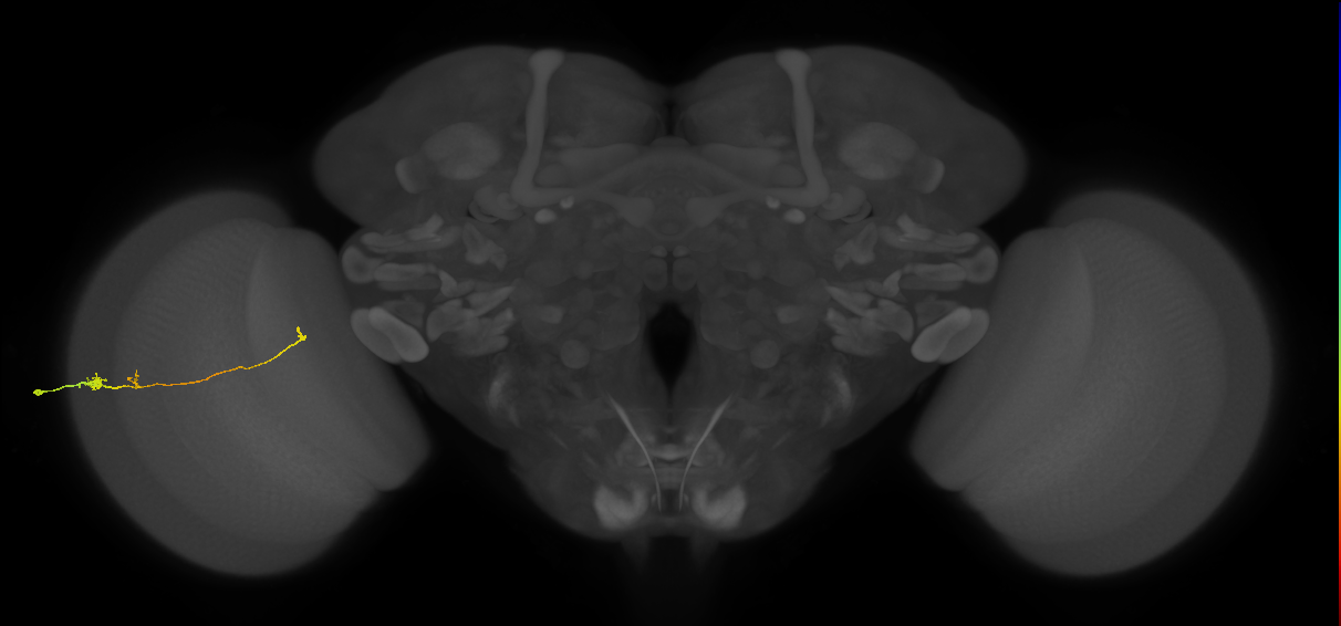 Tm20_L (MaleCNS:113708)