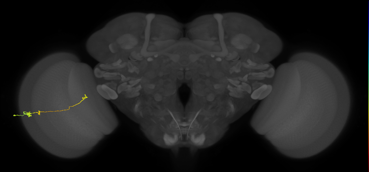 Tm20_L (MaleCNS:39309)