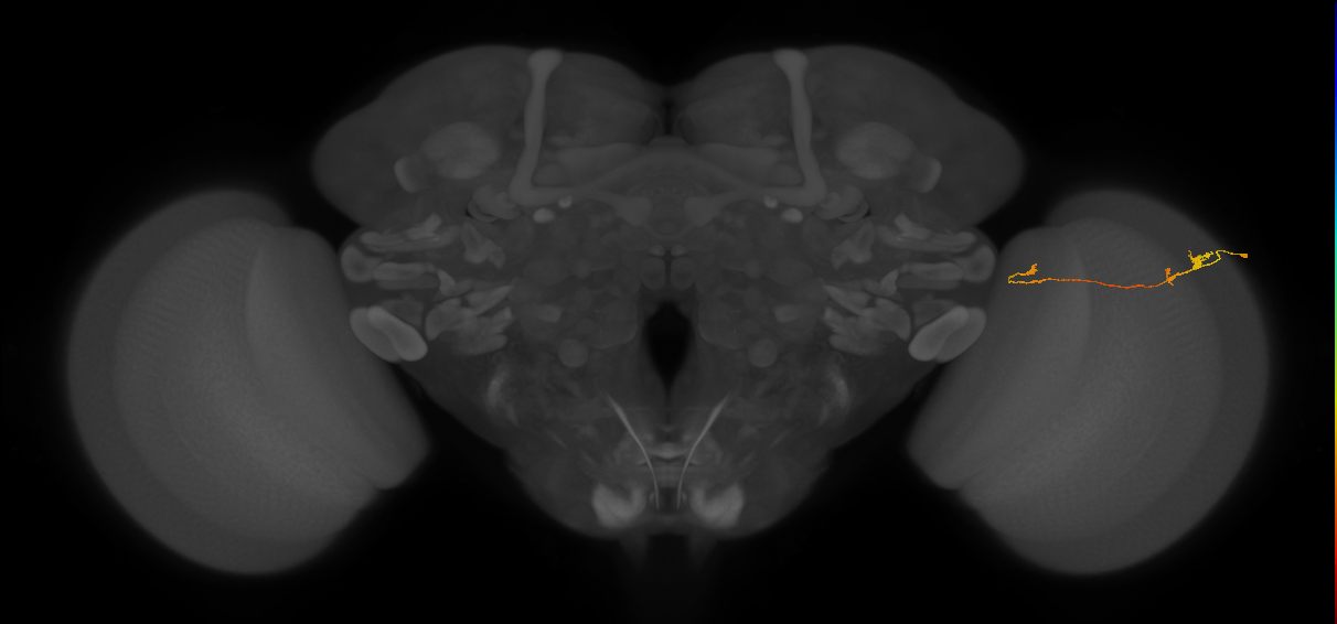 Tm20_R (MaleCNS:123321)