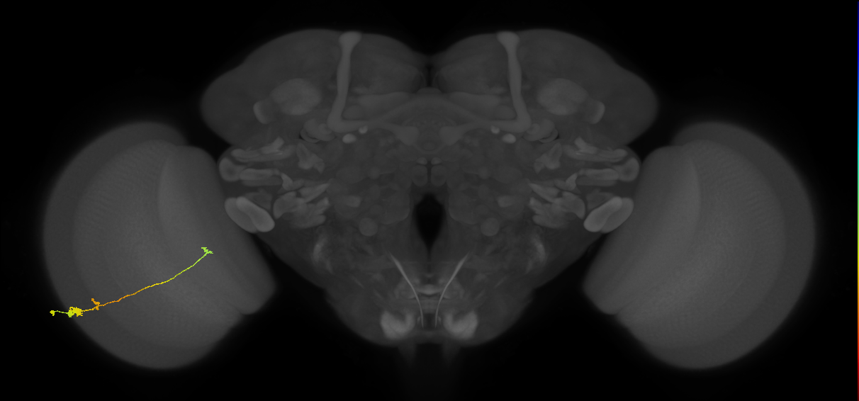 Tm20_L (MaleCNS:91840)