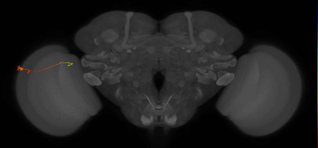 Tm20_L (MaleCNS:134553)