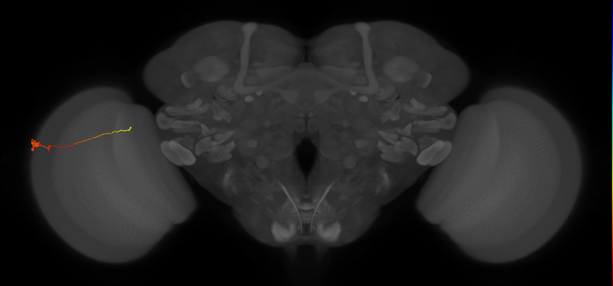 Tm20_L (MaleCNS:212492)