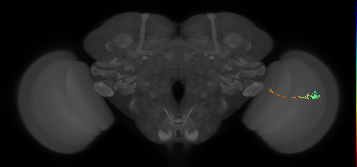 Tm20_R (MaleCNS:97026)