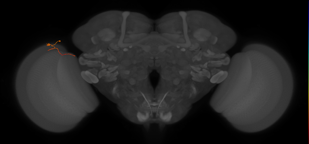 Tm20_L (MaleCNS:210544)