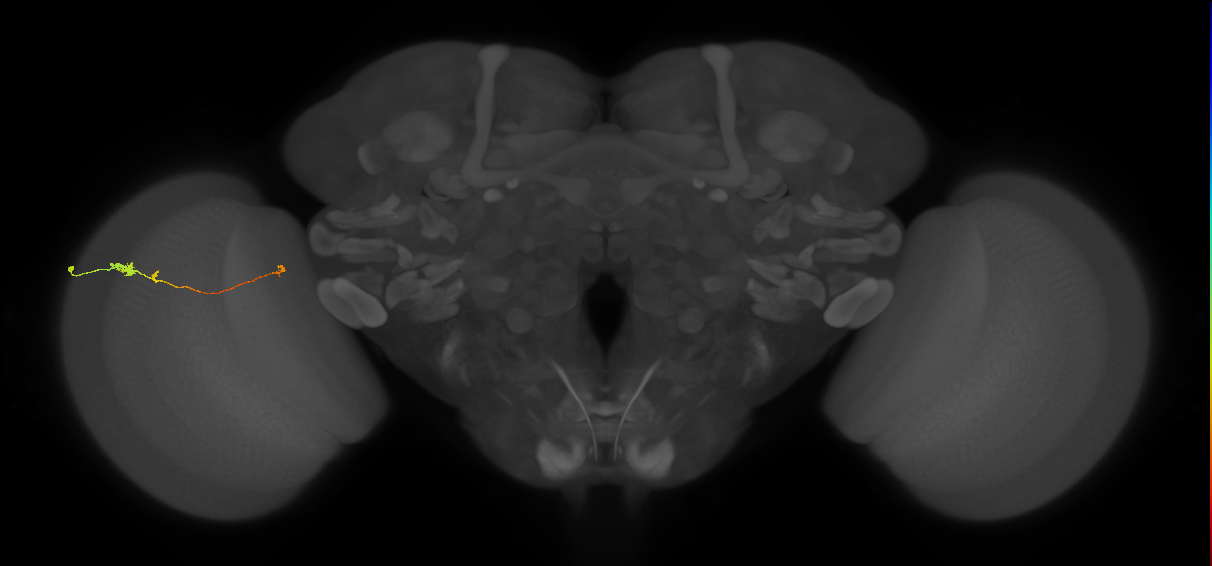 Tm20_L (MaleCNS:133182)