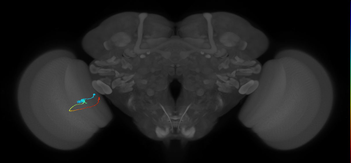 Tm20_L (MaleCNS:549660)