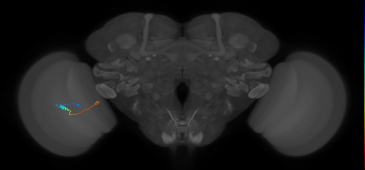 Tm20_L (MaleCNS:158069)