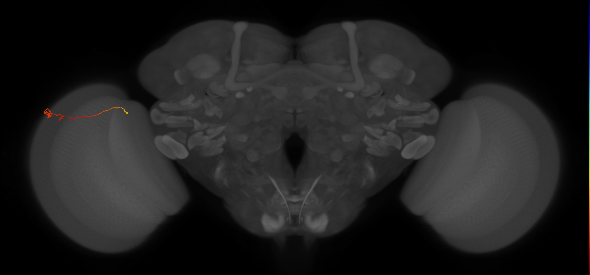 Tm20_L (MaleCNS:183788)