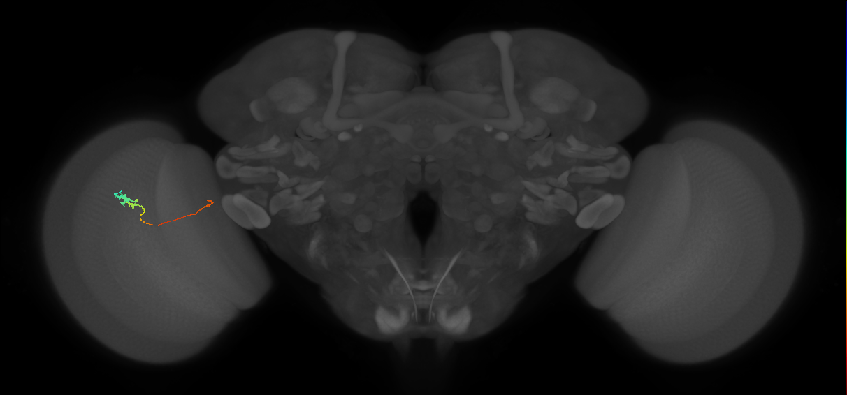 Tm20_L (MaleCNS:519114)
