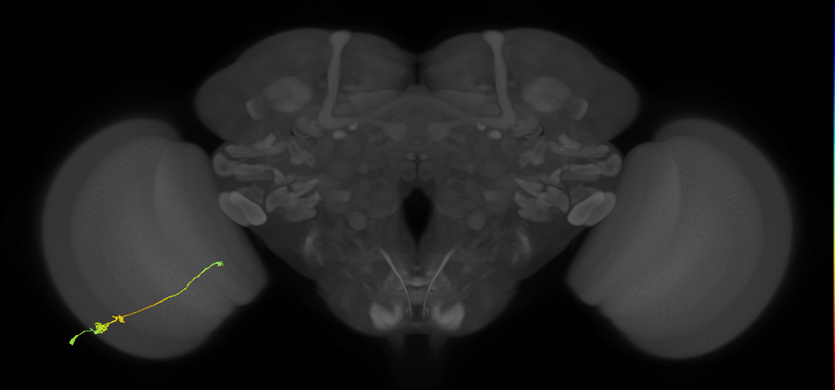 Tm20_L (MaleCNS:127883)