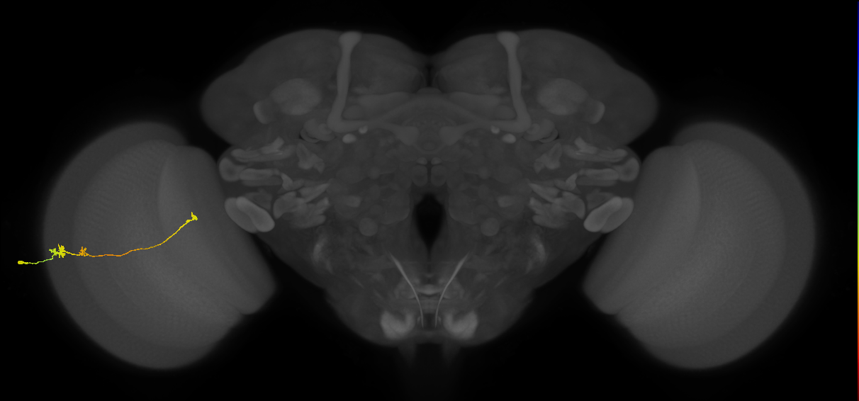 Tm20_L (MaleCNS:108174)