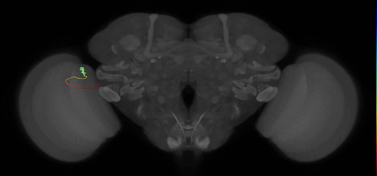 Tm20_L (MaleCNS:217355)