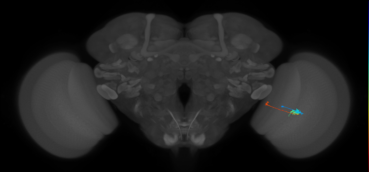 Tm20_R (MaleCNS:135470)