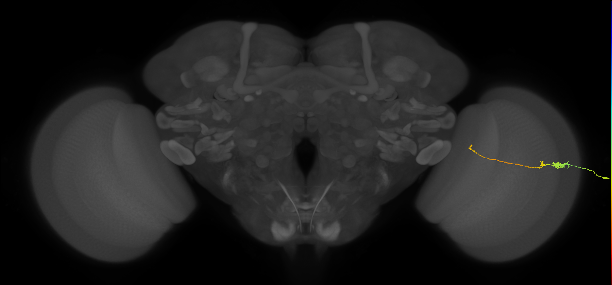 Tm20_R (MaleCNS:153956)