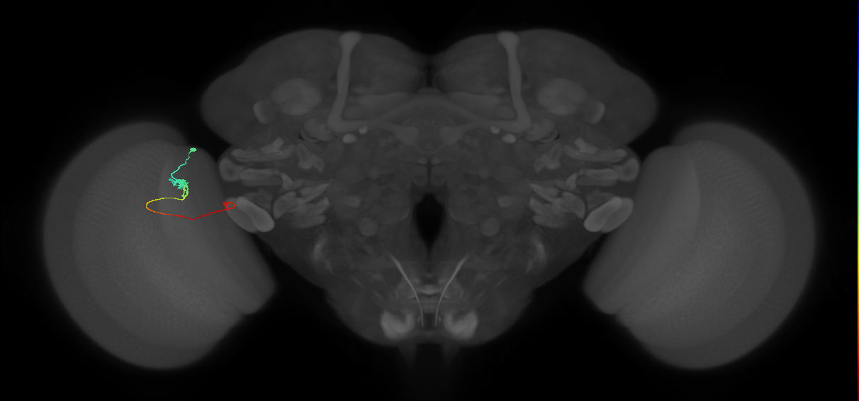 Tm20_L (MaleCNS:120426)