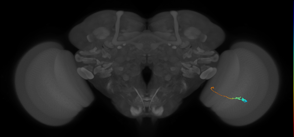 Tm20_R (MaleCNS:152679)