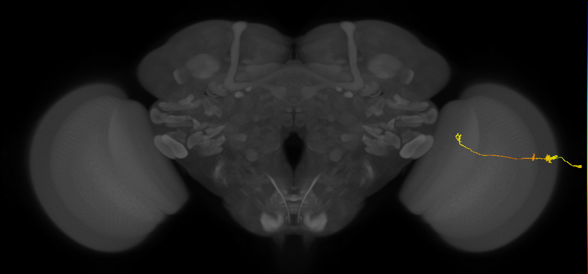 Tm20_R (MaleCNS:142320)