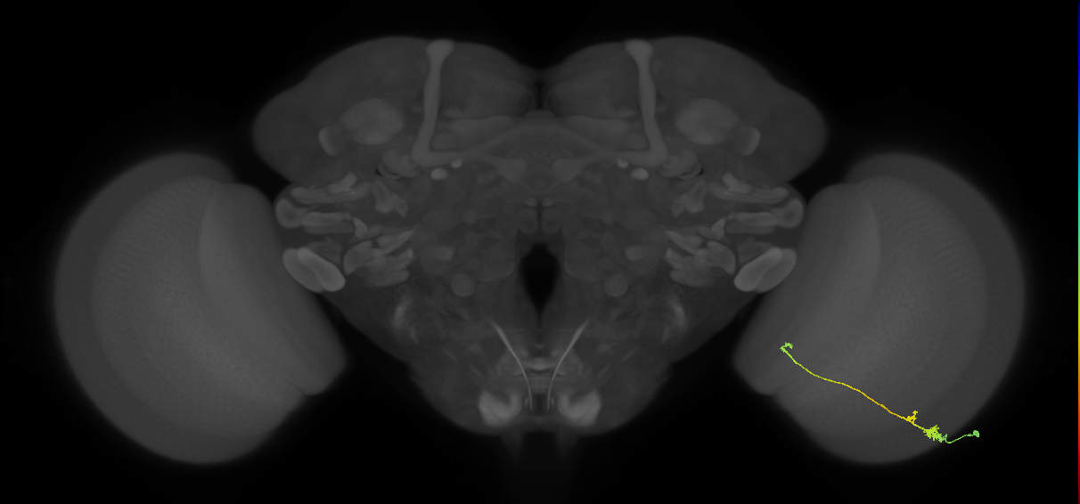 Tm20_R (MaleCNS:93473)