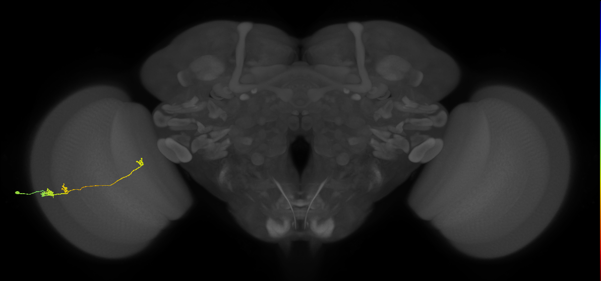 Tm20_L (MaleCNS:530883)