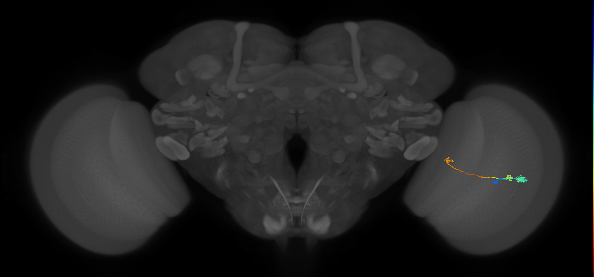 Tm20_R (MaleCNS:82363)