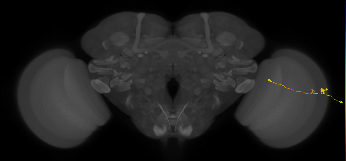 Tm20_R (MaleCNS:142693)