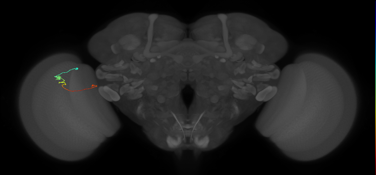 Tm20_L (MaleCNS:211280)