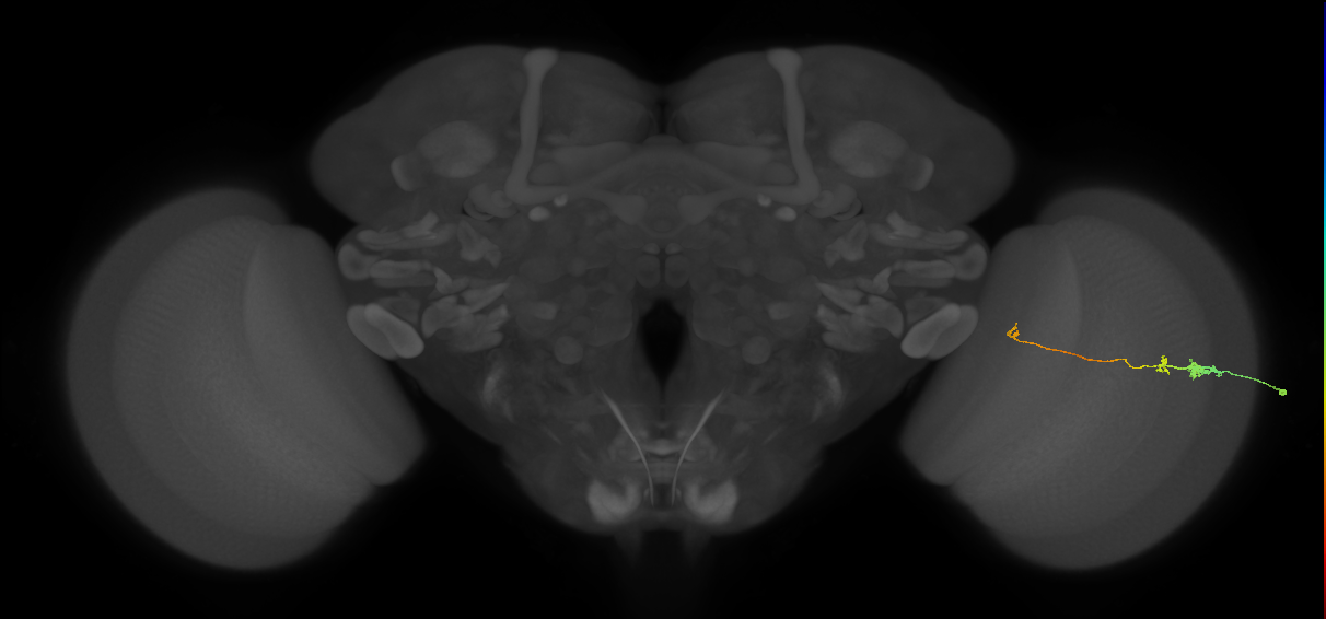 Tm20_R (MaleCNS:109193)