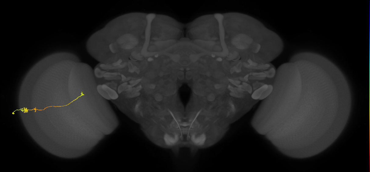 Tm20_L (MaleCNS:518266)