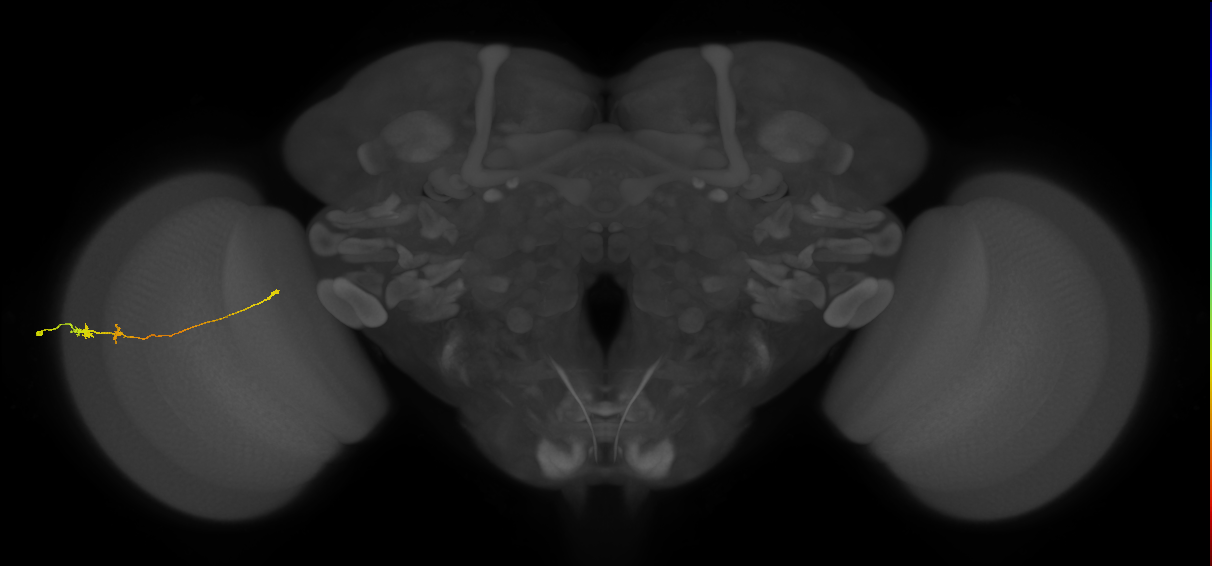 Tm20_L (MaleCNS:107069)