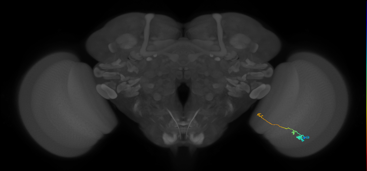 Tm20_R (MaleCNS:95467)