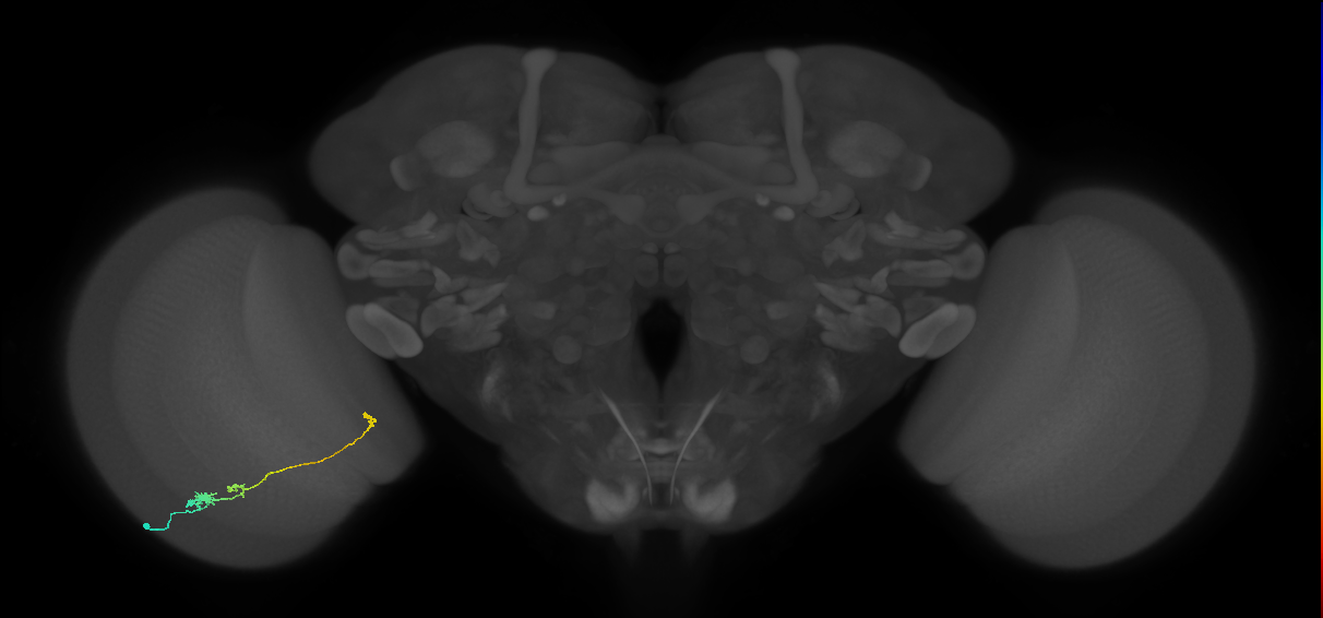 Tm20_L (MaleCNS:527338)