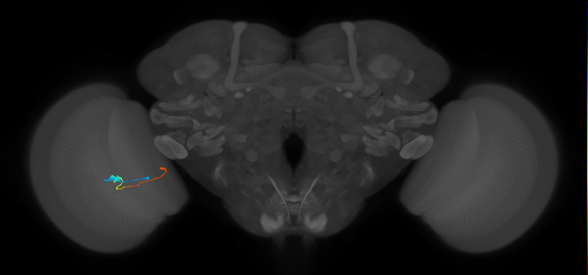 Tm20_L (MaleCNS:573573)