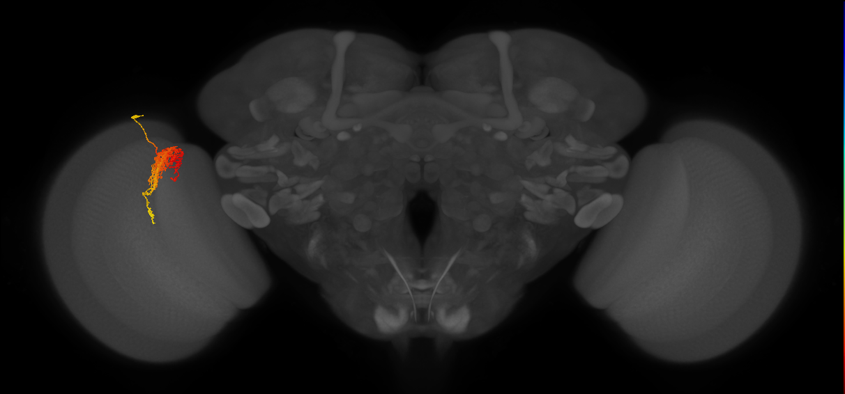 Tm23_L (MaleCNS:33182)