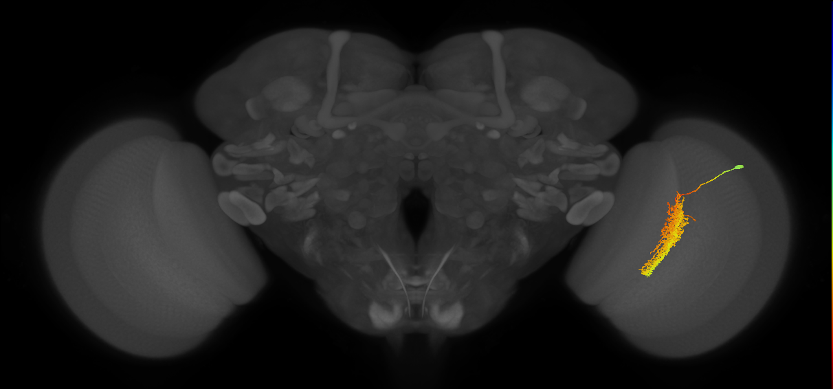 Tm23_R (MaleCNS:30724)