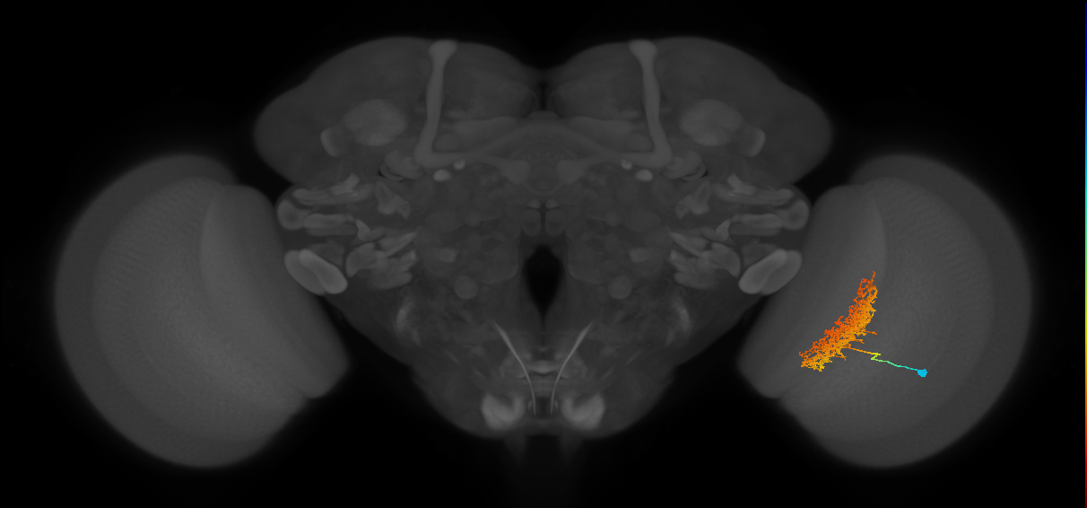 Tm23_R (MaleCNS:26879)
