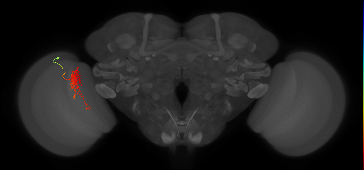 Tm23_L (MaleCNS:532718)